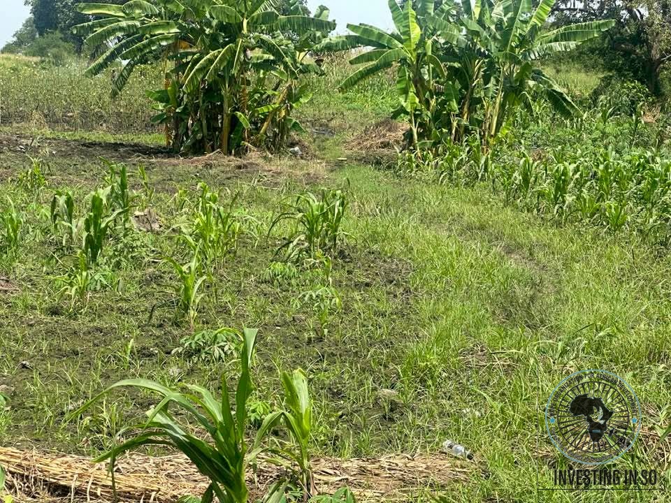 Banana and maize intercropping on a HOFAD-supported farm plot