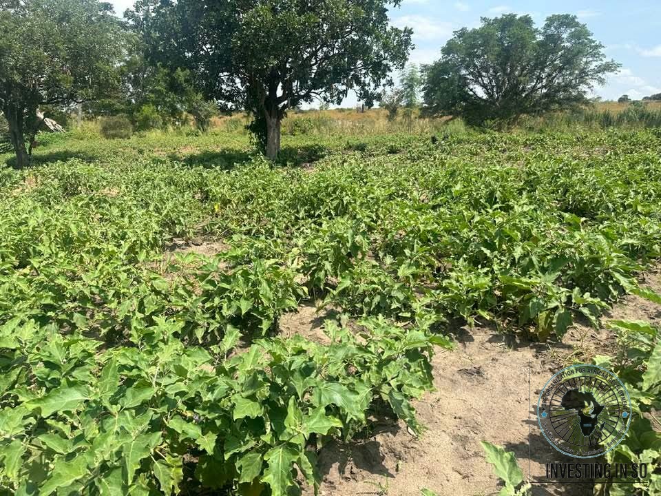 Rows of eggplant under cultivation on a HOFAD-supported farm