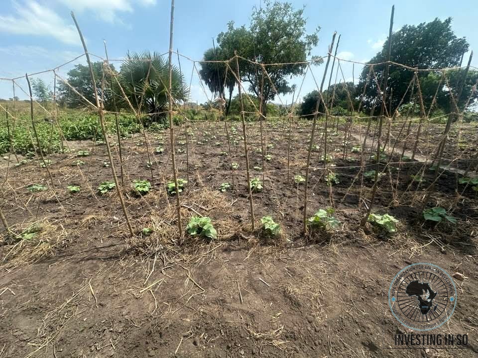 Staked vegetable seedlings supported through HOFAD's agricultural training